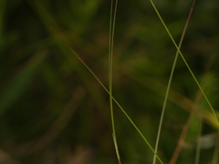 Aristida oligantha