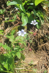Geranium krylovii