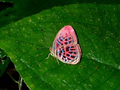 Paralaxita telesia