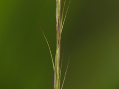 Aristida longespica