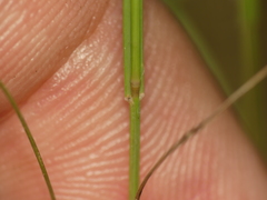 Aristida longespica