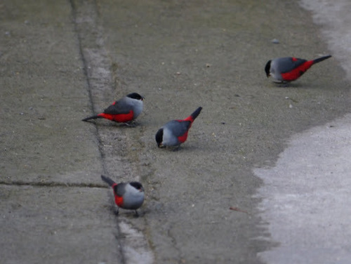 Black-headed Waxbill (Estrilda atricapilla), photo 9