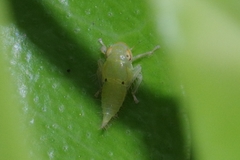 Tartessini