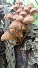 Mycena