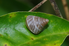 Luchuena reticulata