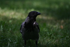 Corvus cornix