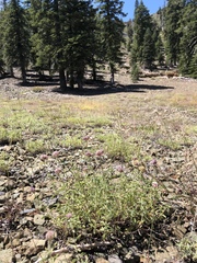 Monardella odoratissima glauca