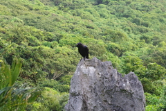 Corvus macrorhynchos connectens