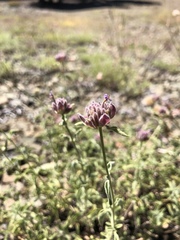 Monardella odoratissima glauca
