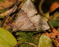 Hypena cidarioides