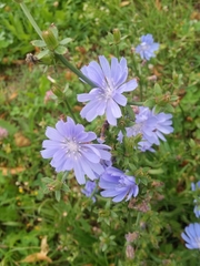 Cichorium intybus
