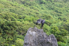 Corvus macrorhynchos connectens