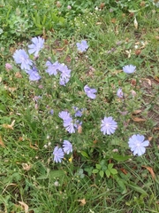 Cichorium intybus