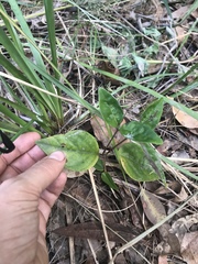Pseuderanthemum variabile