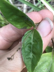 Pseuderanthemum variabile