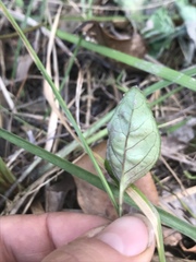 Pseuderanthemum variabile