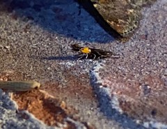 Cosmopterix pulchrimella