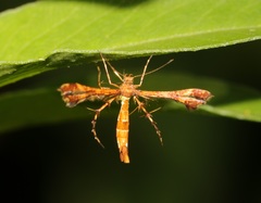 Xyroptila oenophanes