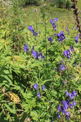 Aconitum baicalense