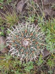 Echinofossulocactus crispatus