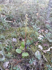 Pyrola media