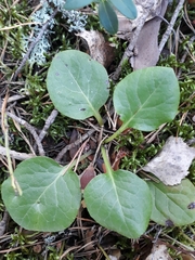Pyrola media