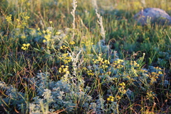 Bupleurum bicaule