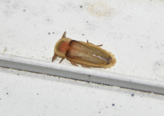 Pleotomus pallens
