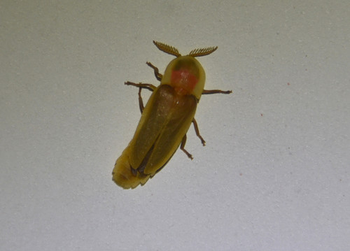 Pleotomus pallens photo 5
