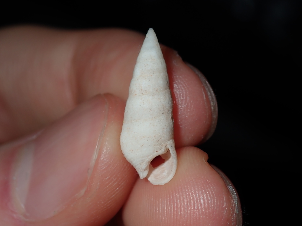 Cerithium nesioticum