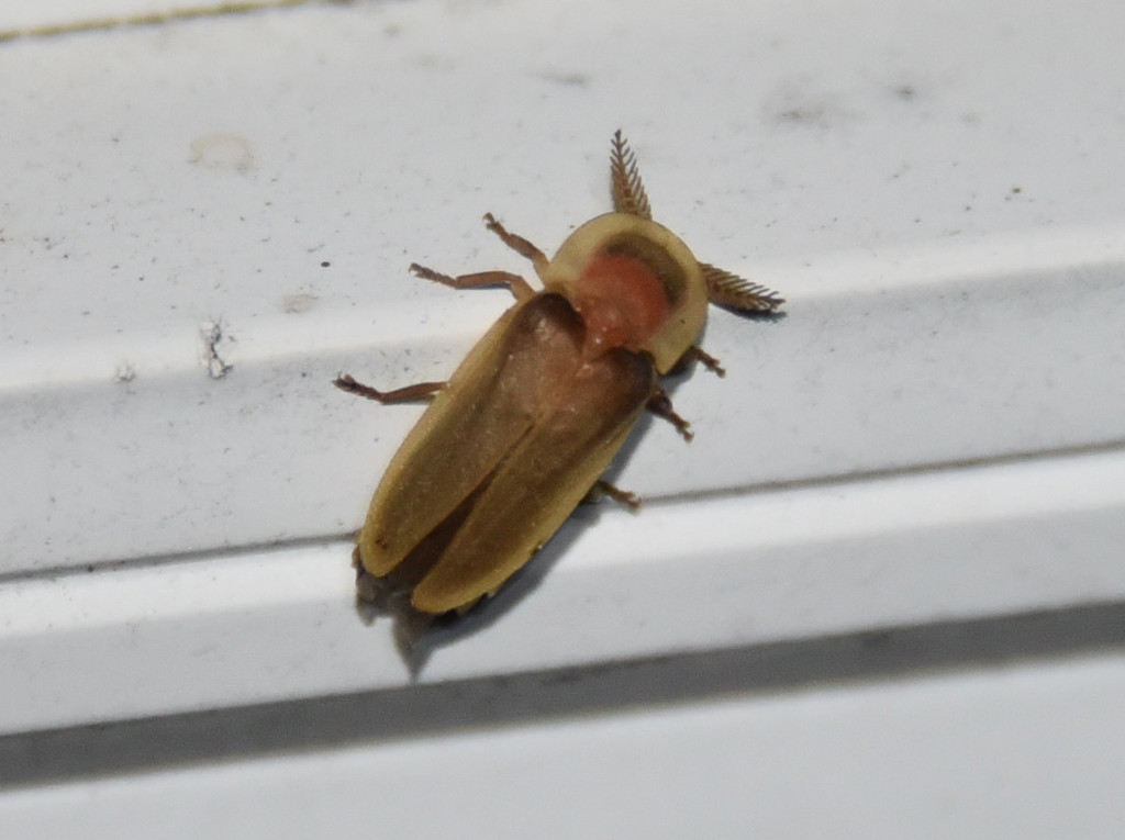 Pleotomus pallens