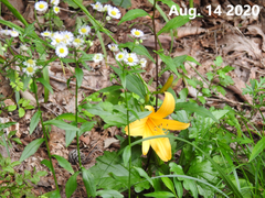 Hemerocallis hakuunensis