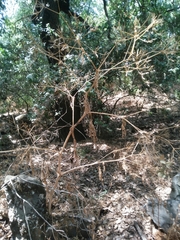 Anthriscus lamprocarpus