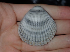 Tucetona
