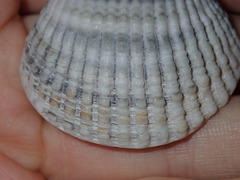 Tucetona