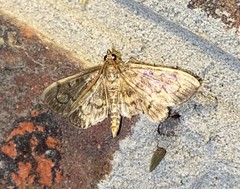 Anania coronata