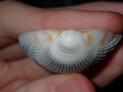 Tucetona