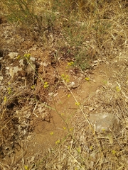 Bupleurum libanoticum