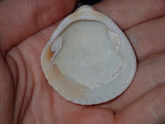 Tucetona