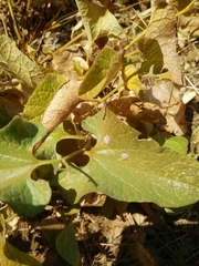 Aristolochia paecilantha