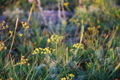 Bupleurum bicaule