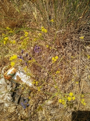 Bupleurum libanoticum