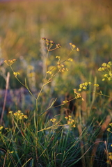 Bupleurum bicaule