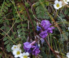 Oxytropis montana