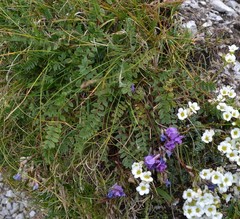 Oxytropis montana