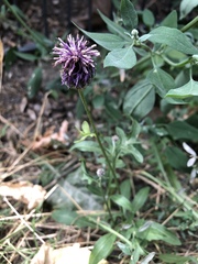 Centaurea scabiosa
