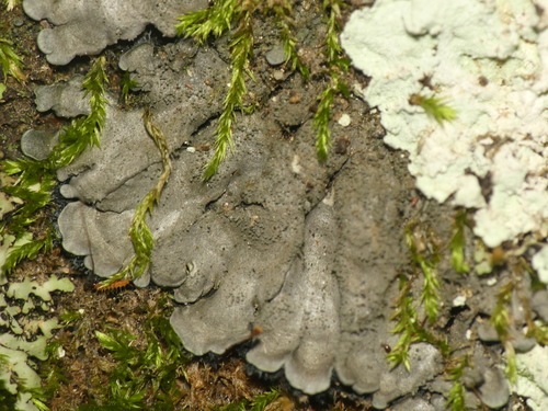 Salted Shell Lichen
