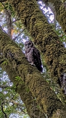 Strix occidentalis caurina