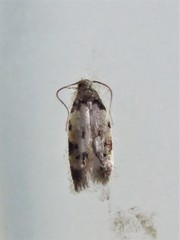 Taygete attributella