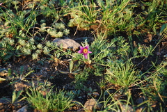Pulsatilla tenuiloba